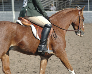 pony25