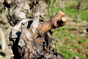 Taillage de la vigne.