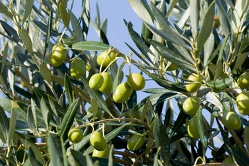 Les olives vertes.