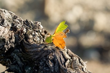 La sève de la vigne.