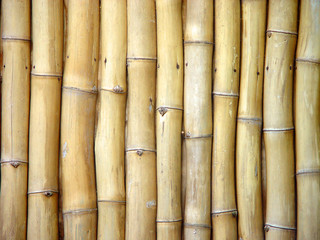bamboo