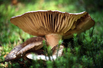 täublinge