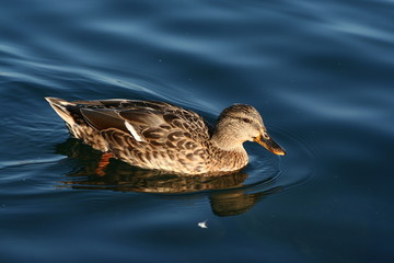 Fototapeta premium female duck on geneva lake