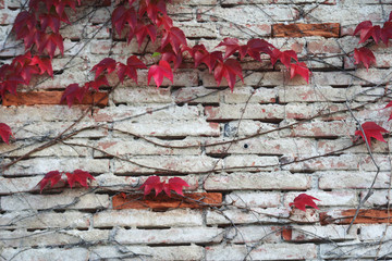 mur d'automne