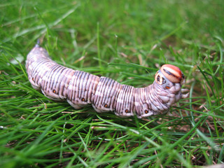 caterpillar