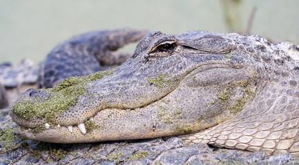 alligator