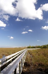 Fototapeta na wymiar everglades panorama