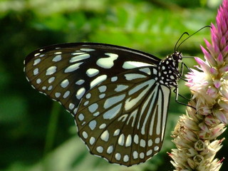 papillon © J-F Perigois