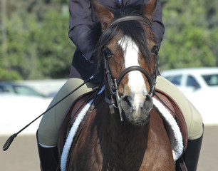 pony39