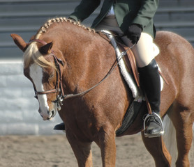 Obraz premium pony46