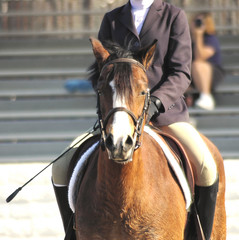 pony55
