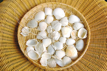 shell display