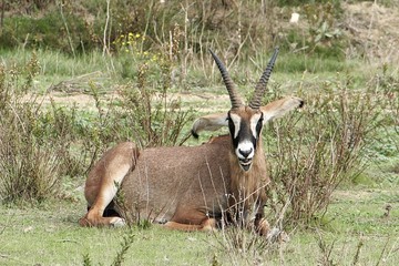 animaux 064