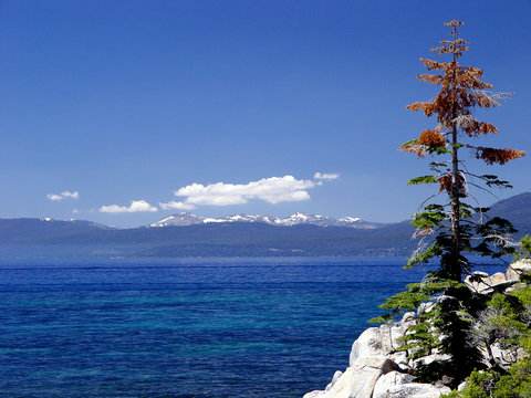 Rocky shorline with pine tree, Lake Tahoe