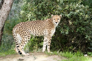 animaux 078