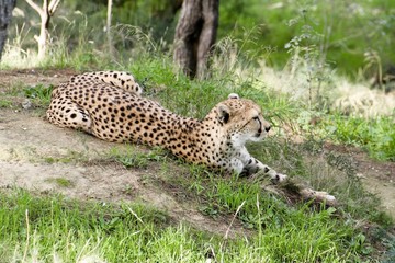animaux 079
