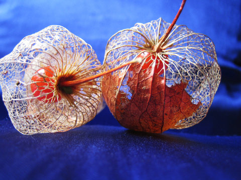 physalis