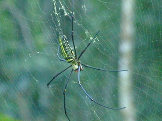 araignee