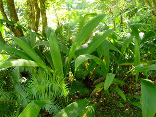 plante tropicale