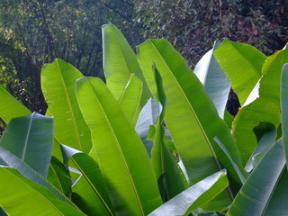 plante tropicale