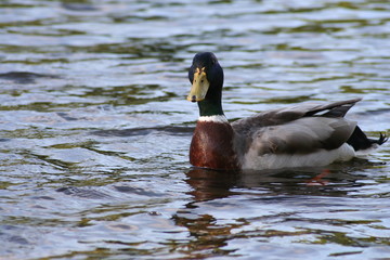 swimming duck