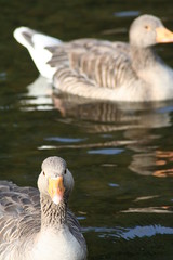 inquisitive duck