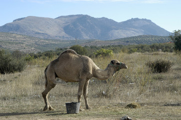 camello-145