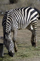 Fototapeta premium zebra-146