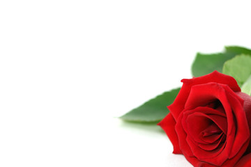 red rose