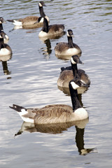 canadian geese