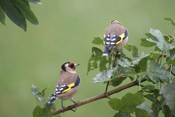 chardonneret elegant.