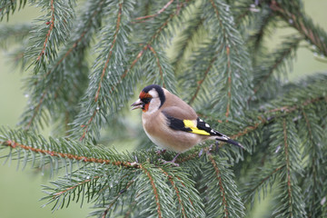 chardonneret elegant.