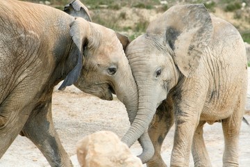 Fototapeta premium animaux 087