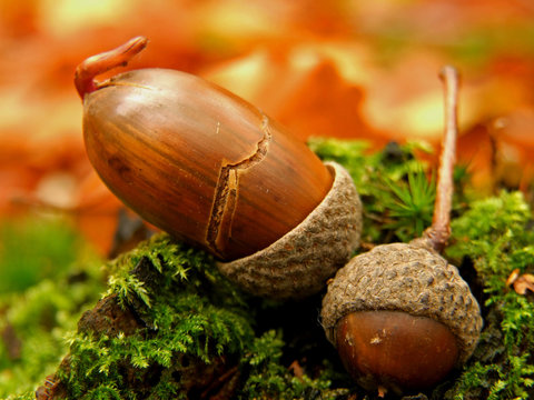 herbst im eichenwald