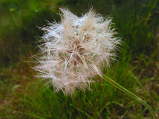 dandelion as is