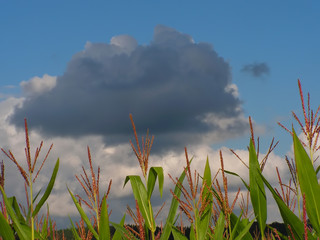 corn field avaiting a rain