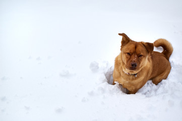 dog in winter