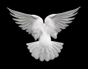 Fototapeta na wymiar white dove in flight 2
