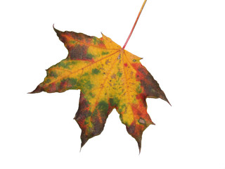 leaf