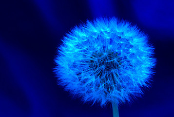 blue dandelion