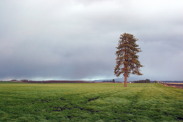 lone tree in a field.