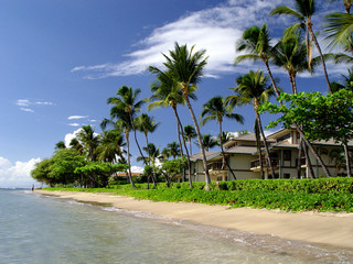 Tropical island shorline with palm trees