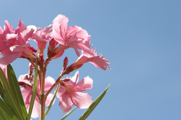 pink oleander