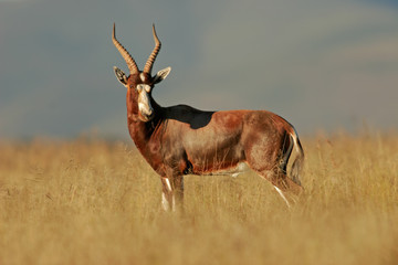 blesbok antelope