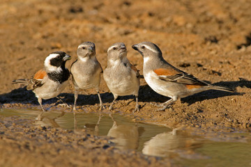 cape sparrows