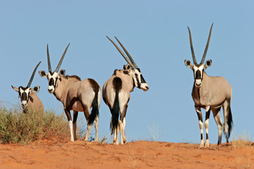 gemsbok antelopes - obrazy, fototapety, plakaty