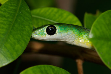 green bush snake