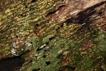 tree skin texture