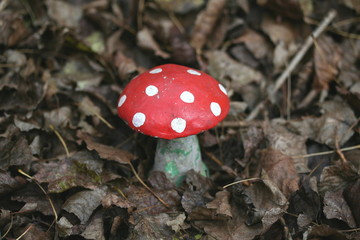 toadstool