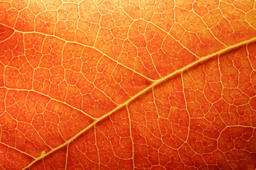 orange leaf closeup - 1726657